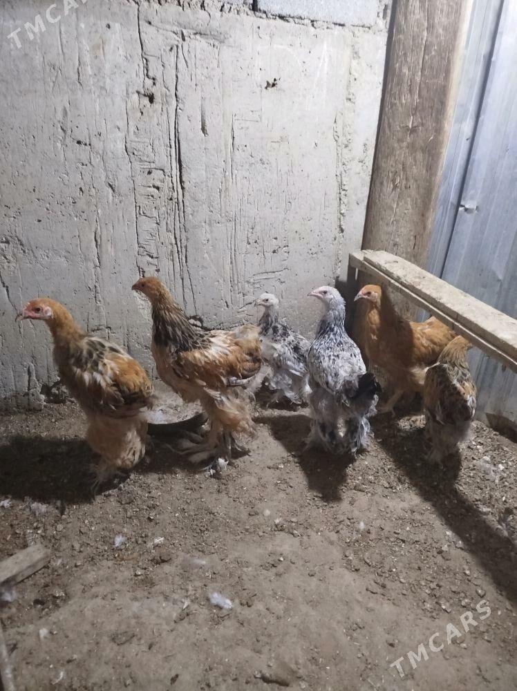 Byrama juje - Гумдаг - img 3