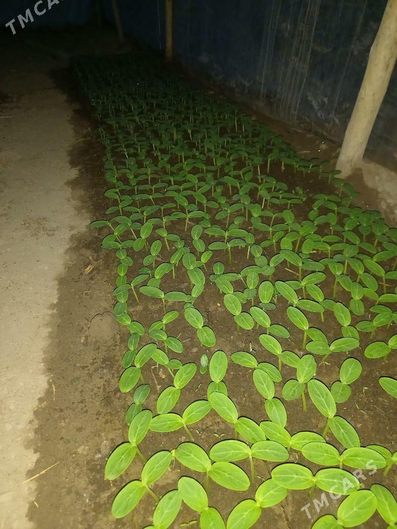 tepliçny hyýar näheli(kubikda) - Daşoguz - img 2