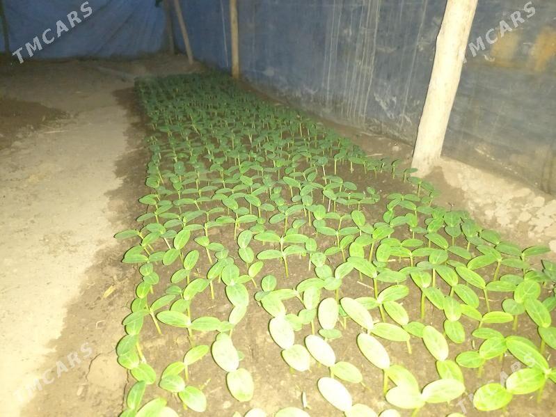 tepliçny hyýar näheli(kubikda) - Daşoguz - img 5