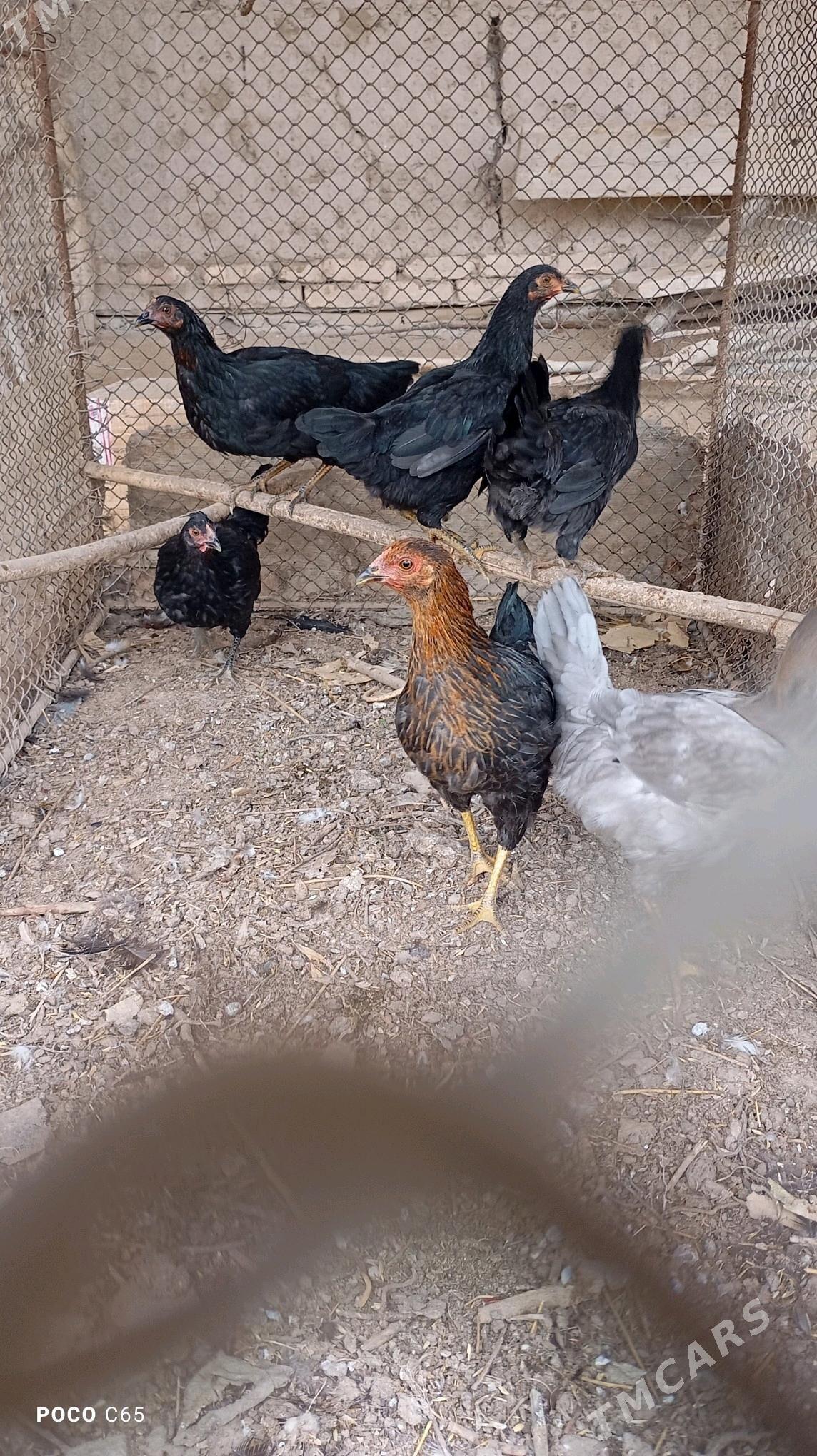 Juyje towuklar - Шабатский этрап - img 2