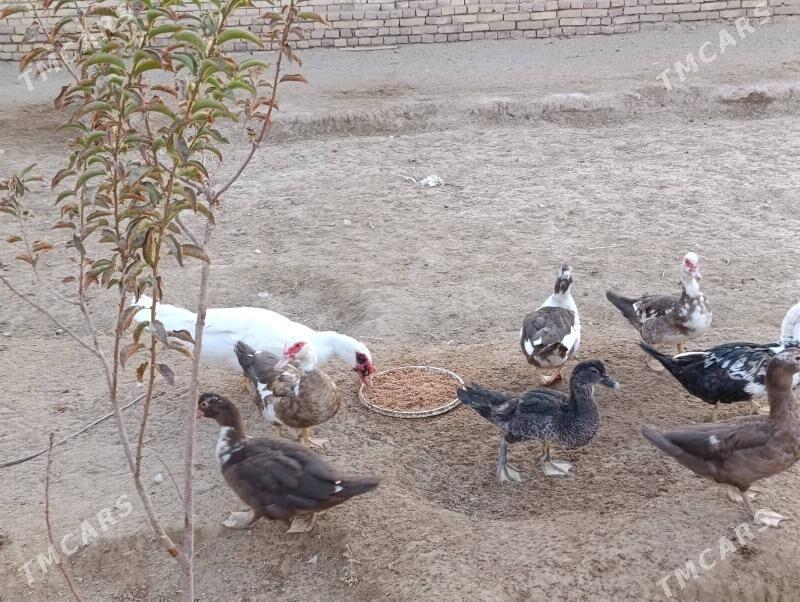 indautga - Baýramaly - img 6