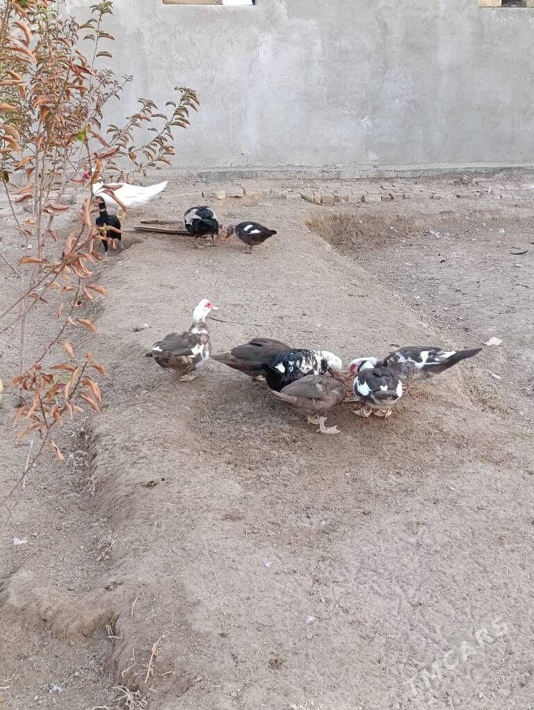 indautga - Baýramaly - img 7