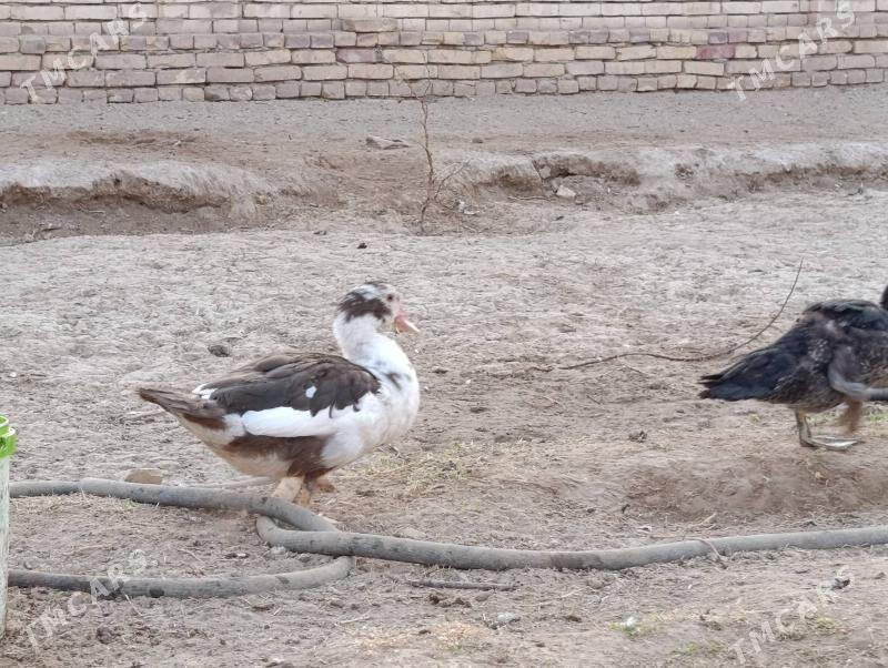 indautga - Baýramaly - img 5