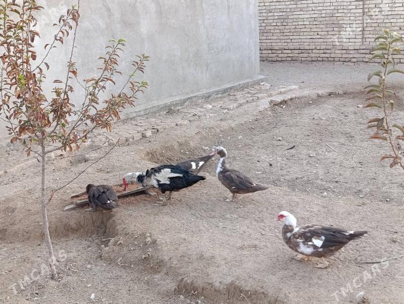 indautga - Baýramaly - img 3