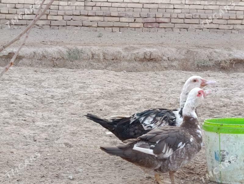 indautga - Baýramaly - img 4