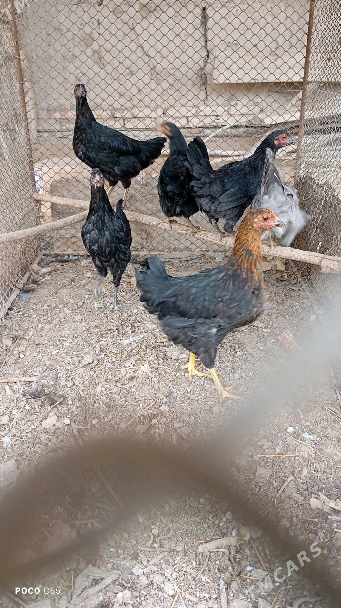 Juyje towuklar - Шабатский этрап - img 3