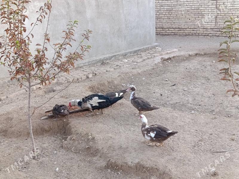 indautga - Baýramaly - img 2