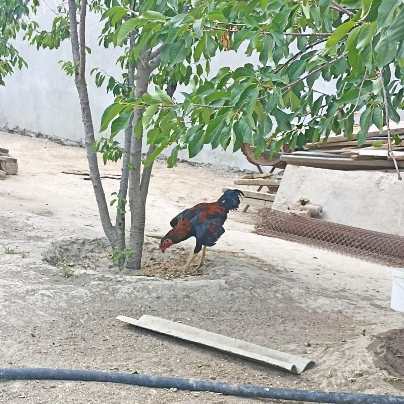 tasgent horaz - Aşgabat - img 2