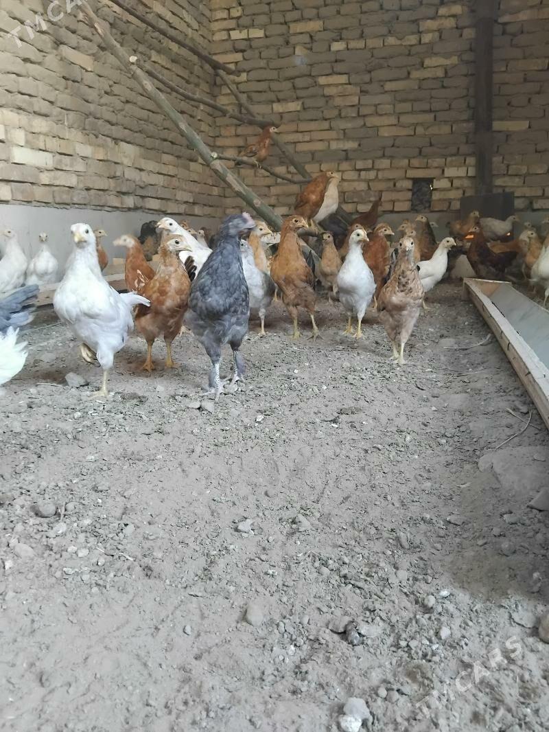 juýje - Сакарчага - img 3