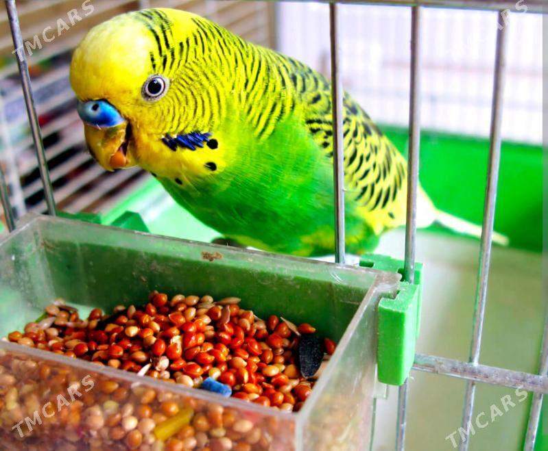 КОРМ ДЛЯ ВОЛНИСТЫХ ПОПУГАЕВ - Ашхабад - img 1