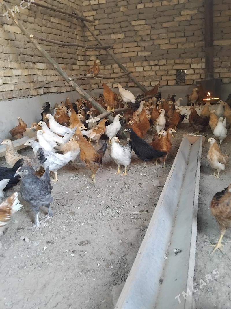 juýje - Сакарчага - img 2