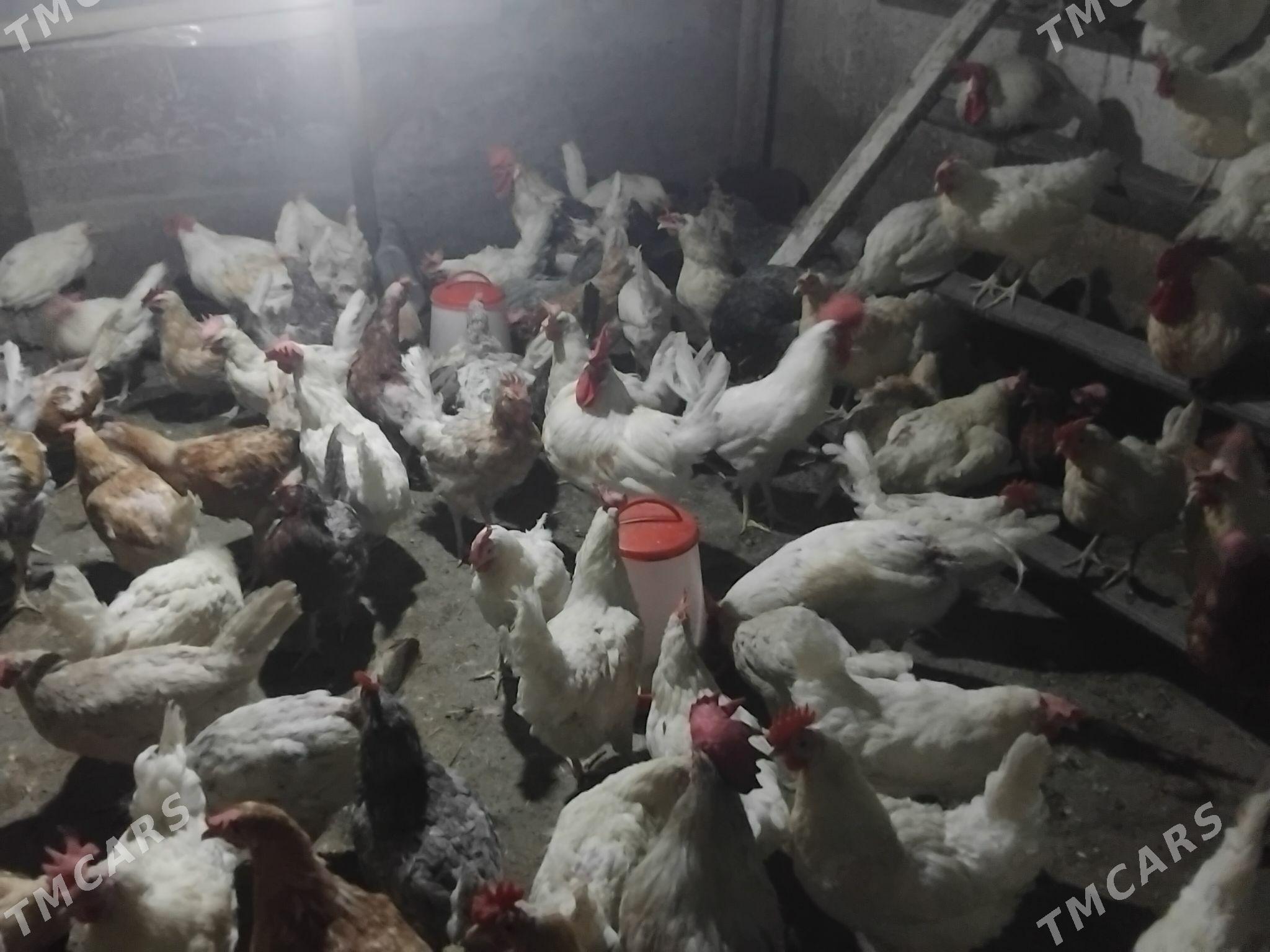 Lohman towuk - Gökdepe - img 4