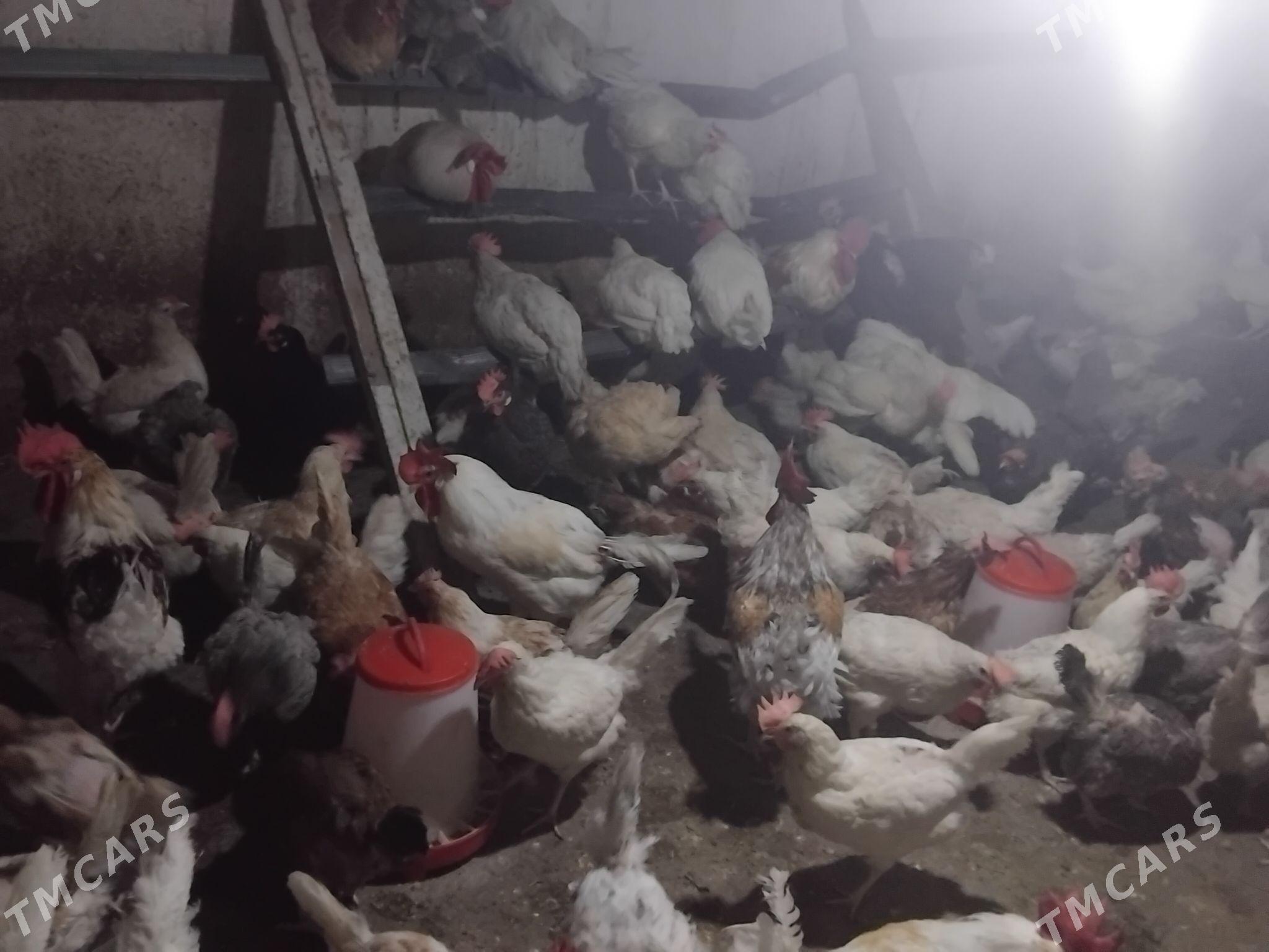 Lohman towuk - Gökdepe - img 2