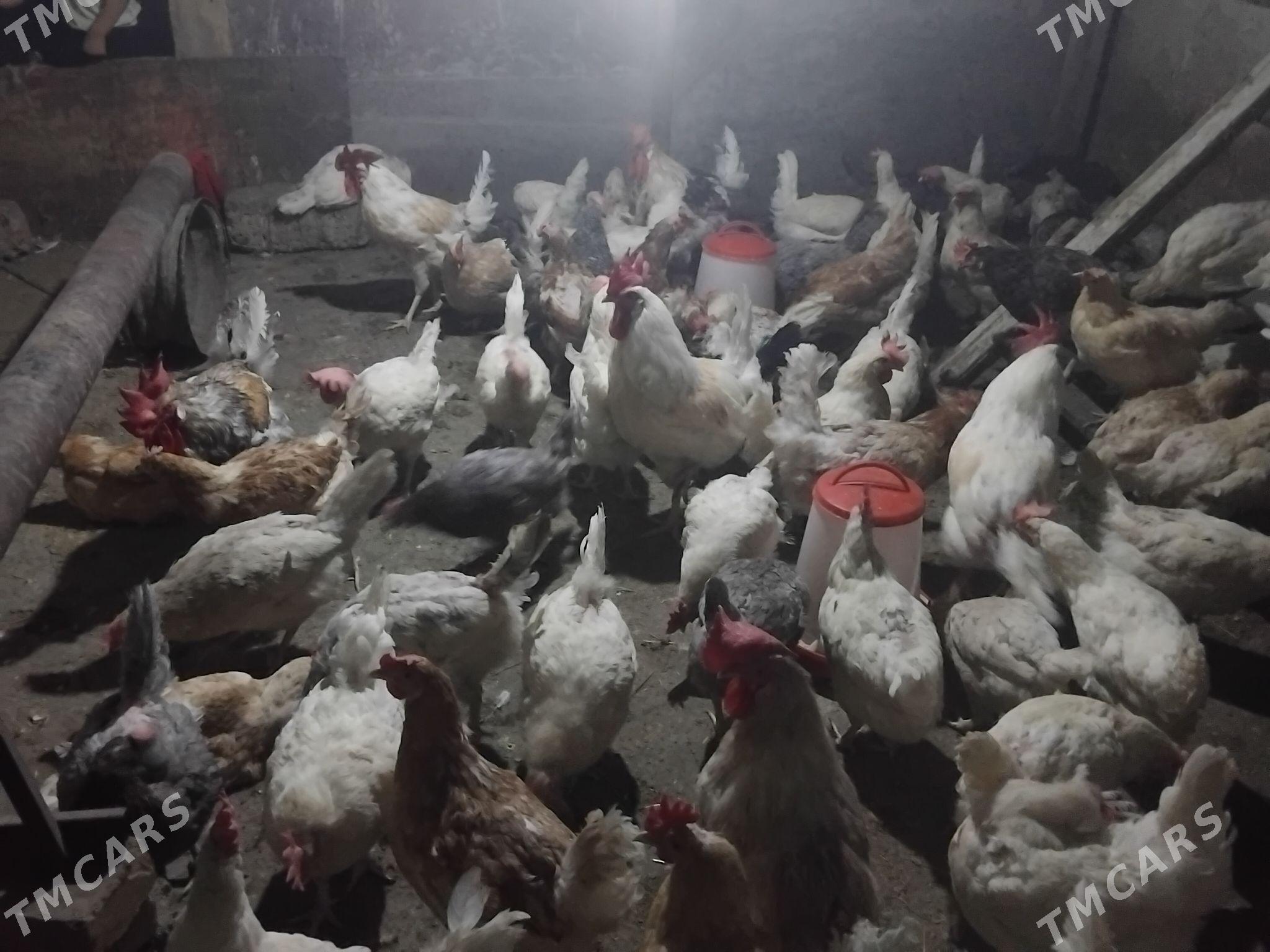 Lohman towuk - Gökdepe - img 3