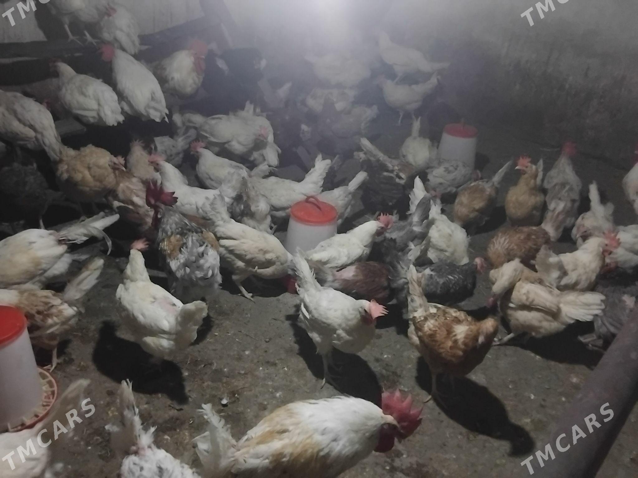 Lohman towuk - Gökdepe - img 1