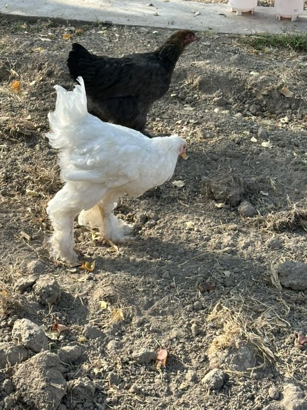 brama - Gökje - img 4