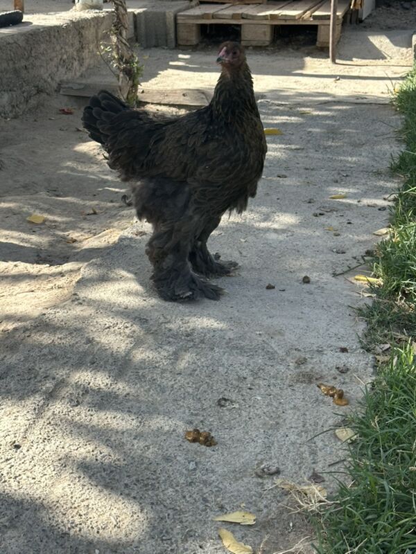 brama - Gökje - img 6