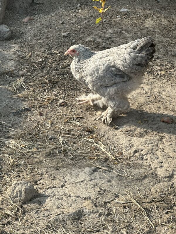 brama - Gökje - img 2