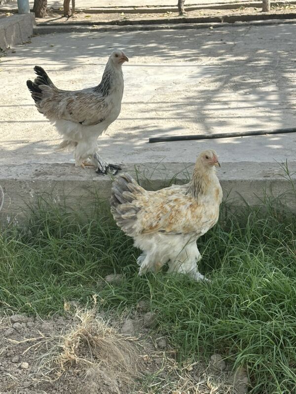 brama - Gökje - img 5