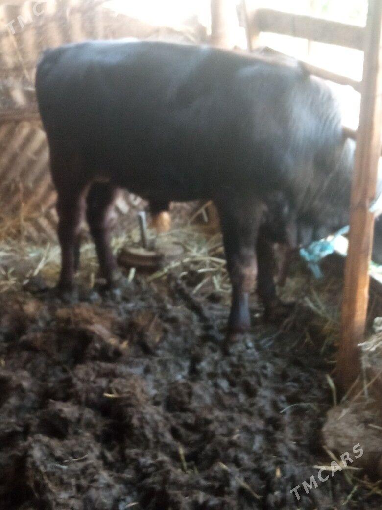 Okuz - Мары - img 2