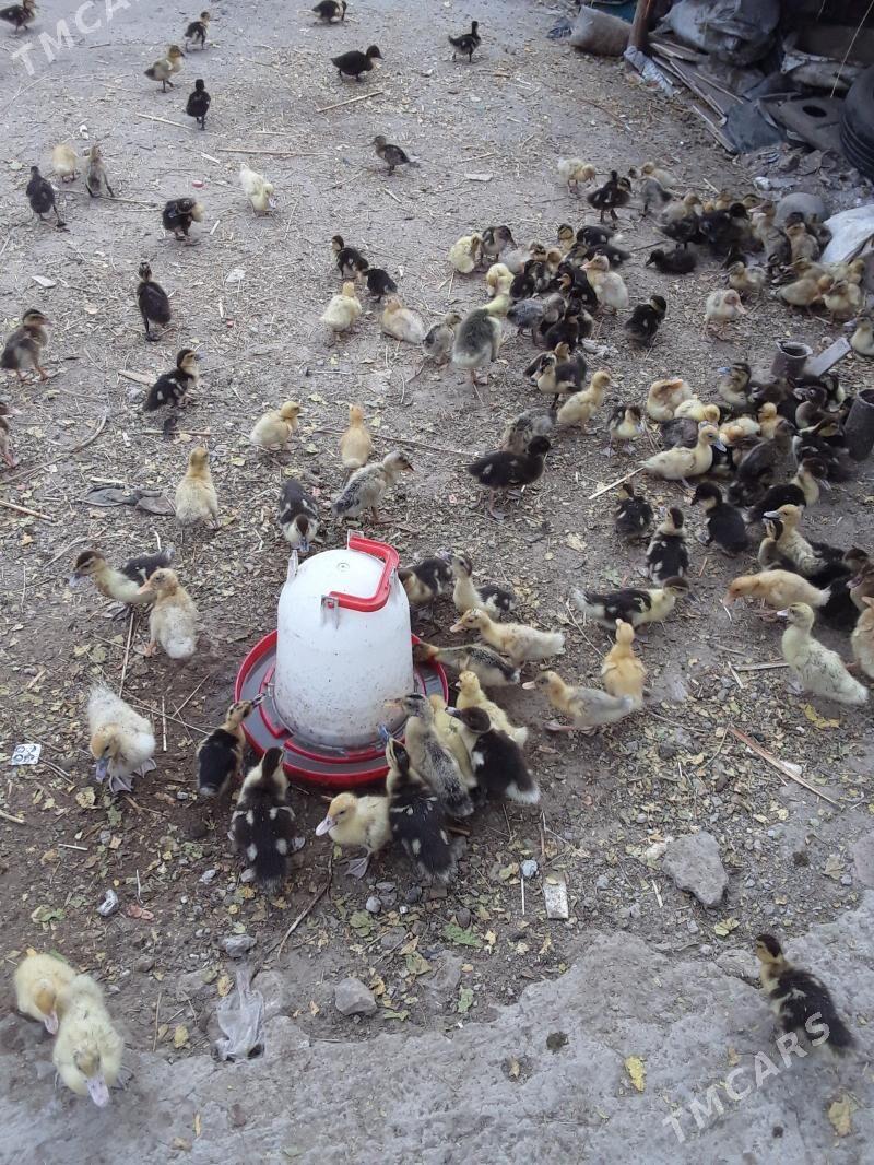 ordek - Türkmenabat - img 2