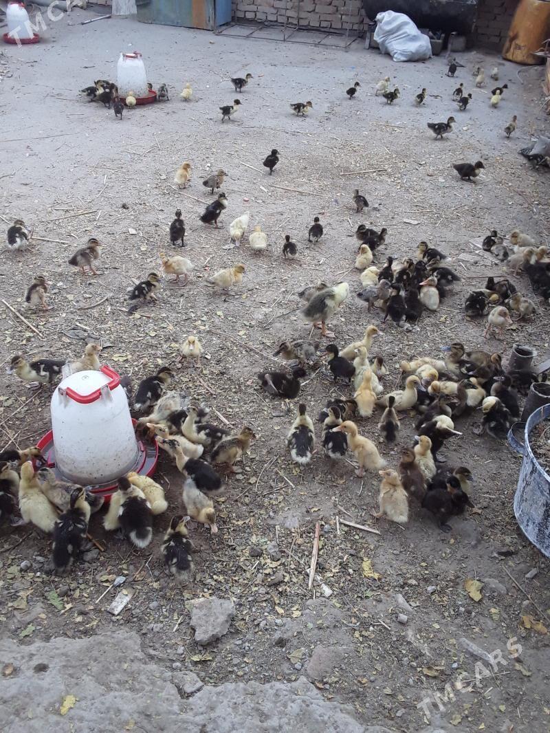 ordek - Türkmenabat - img 1