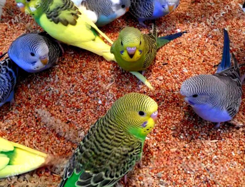 🦜Popugay iym,dane,korm,im🦜 - Ашхабад - img 1