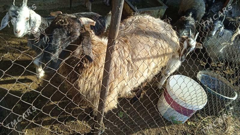 satlyk mal - Ашхабад - img 1