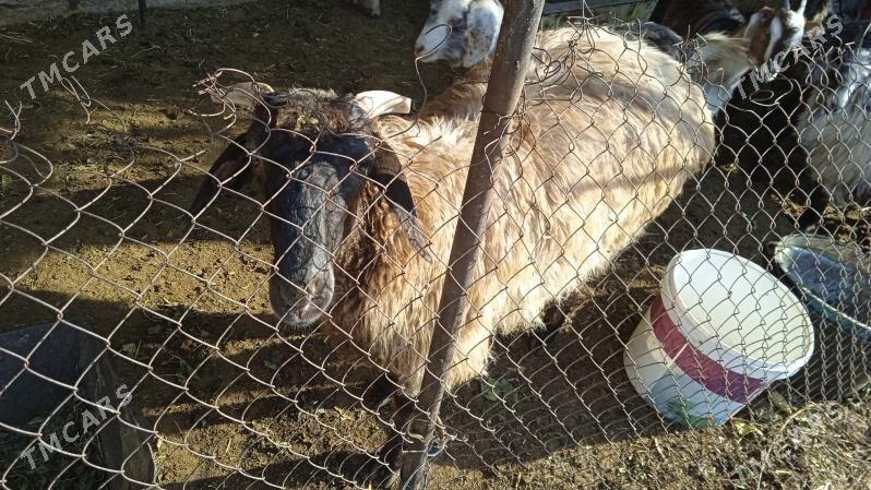 satlyk mal - Ашхабад - img 3