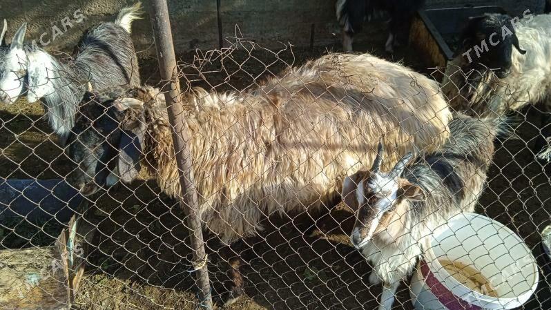 satlyk mal - Ашхабад - img 2