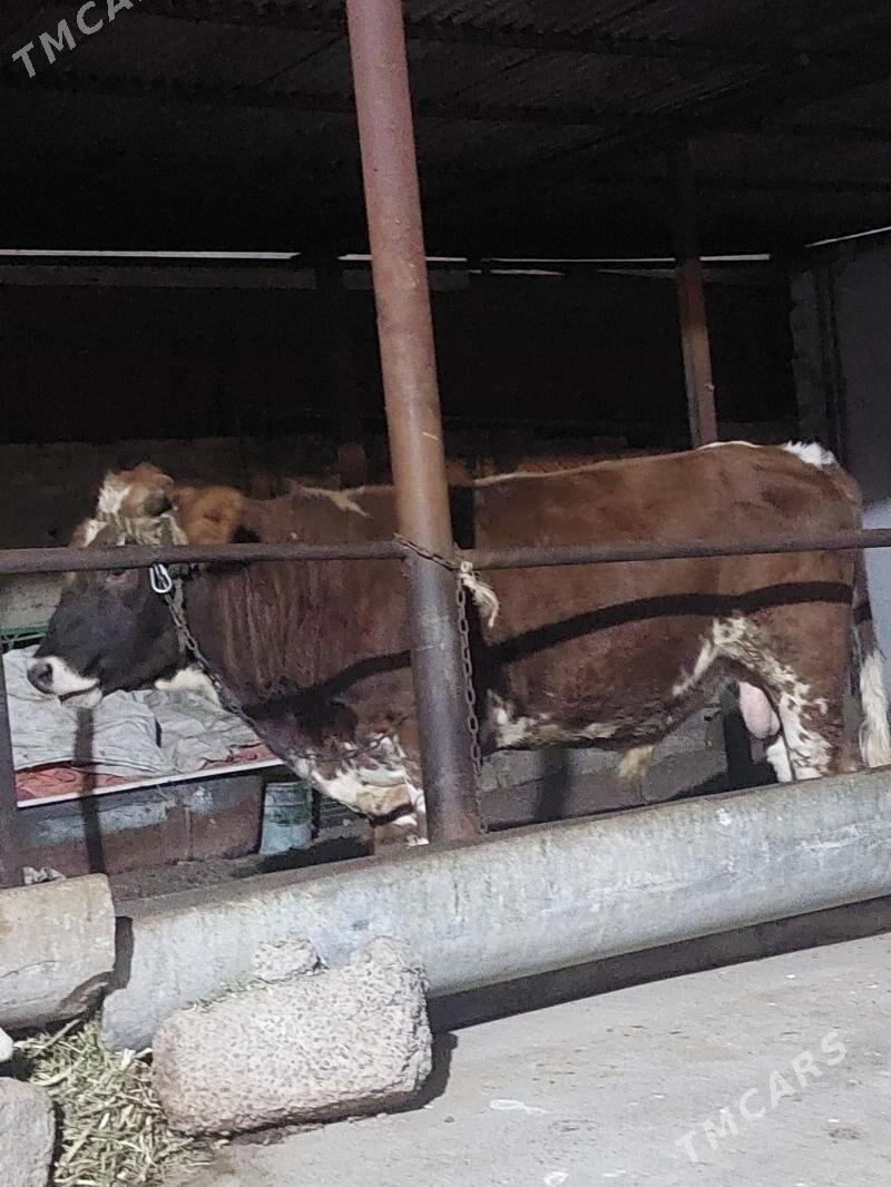 öküz galaşteyin - Aşgabat - img 1