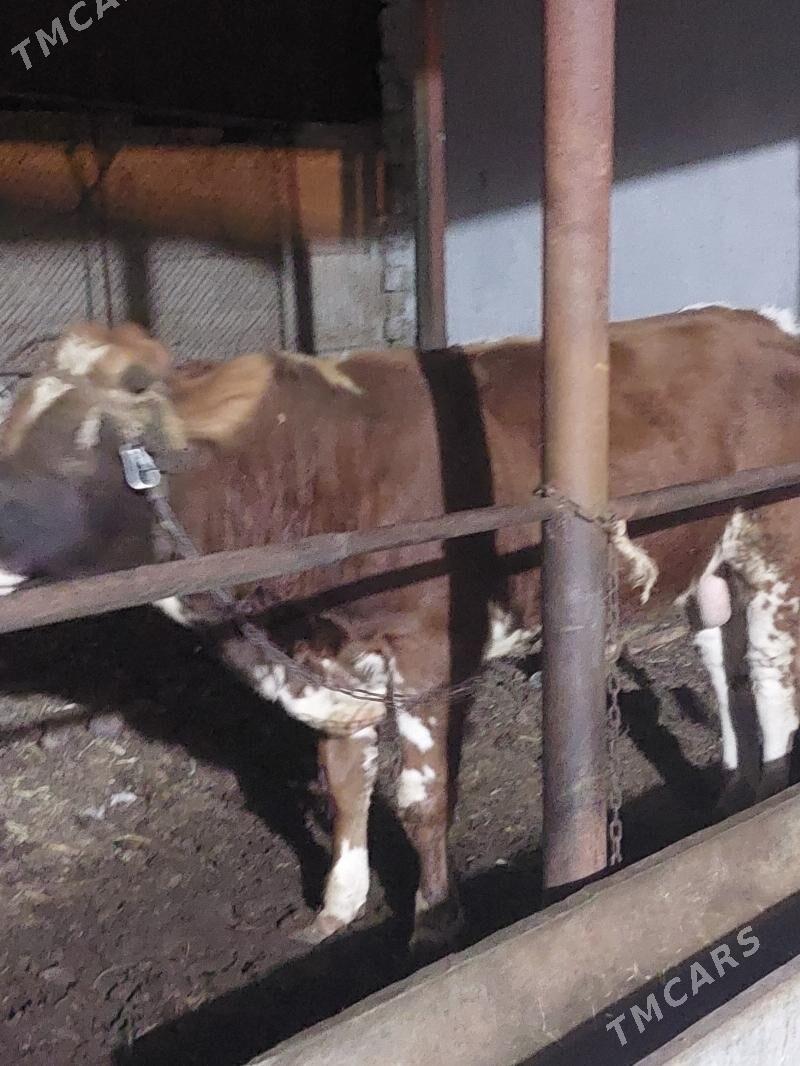 öküz galaşteyin - Ашхабад - img 3