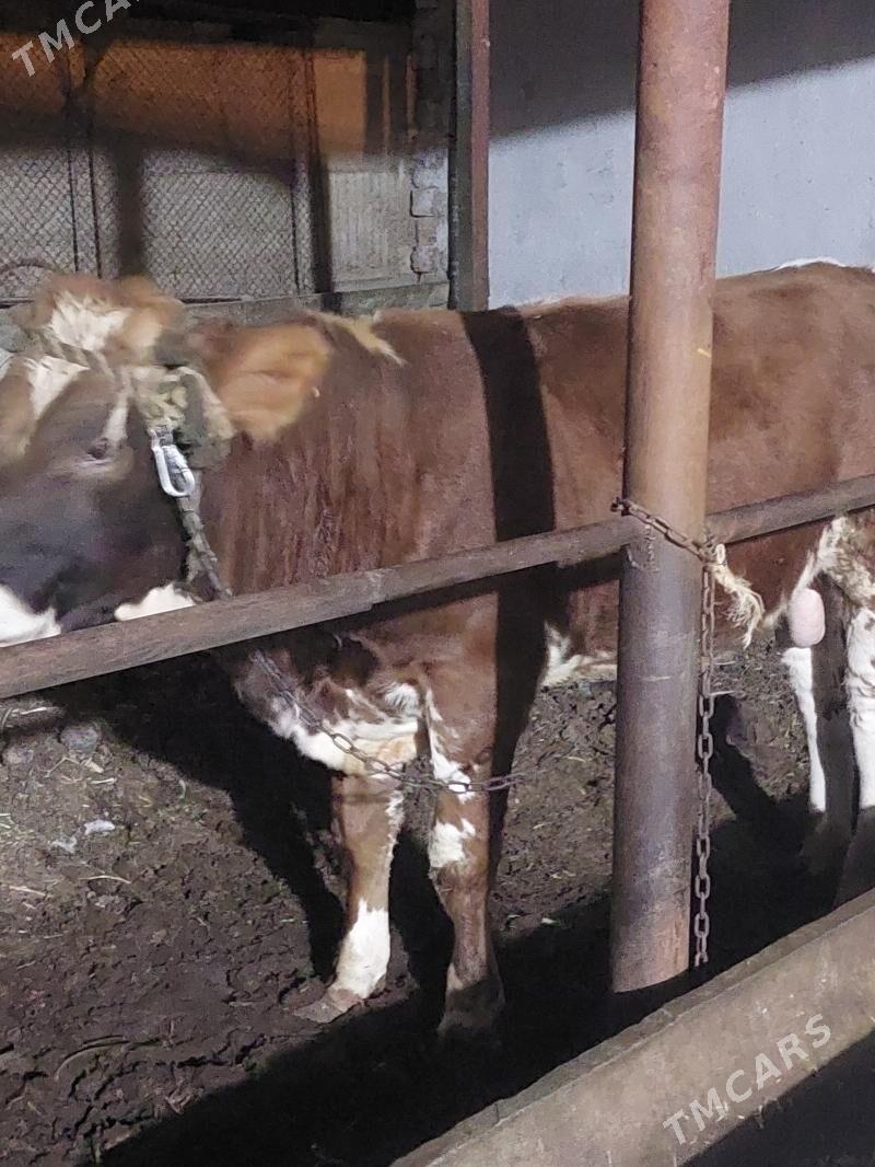 öküz galaşteyin - Ашхабад - img 2