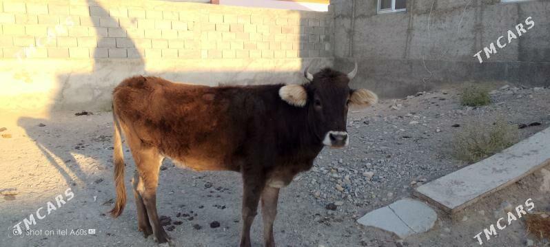 tuwe - Гызыларбат - img 3