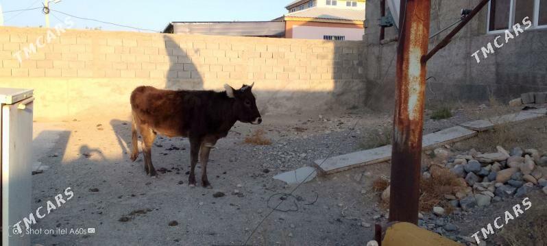 tuwe - Гызыларбат - img 2