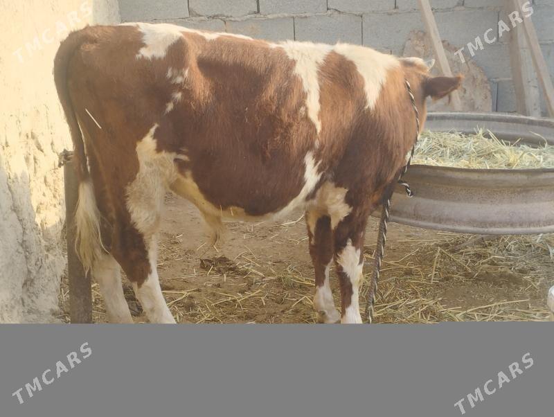 gbrit öküzçe - Бахарден - img 2