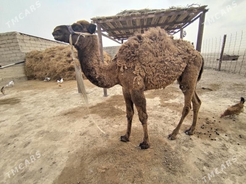 Torum - Эсенгулы - img 1