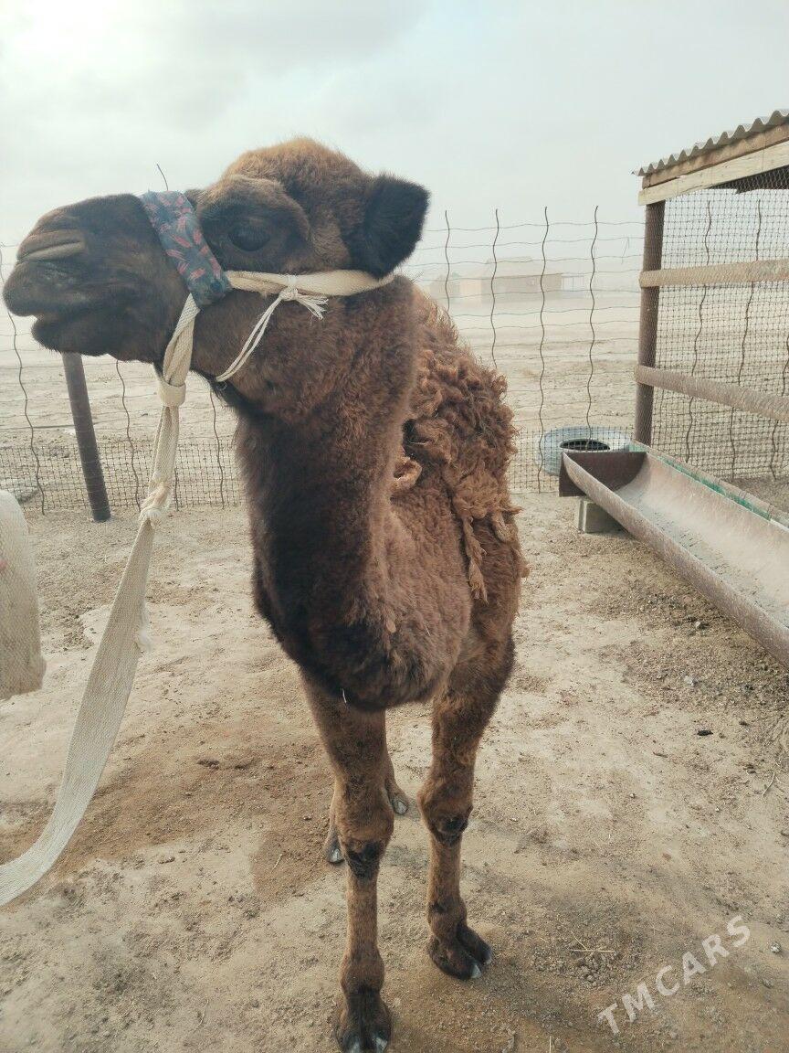 Torum - Эсенгулы - img 2