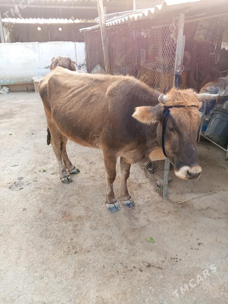 sygyr - Ýaşlyk - img 2