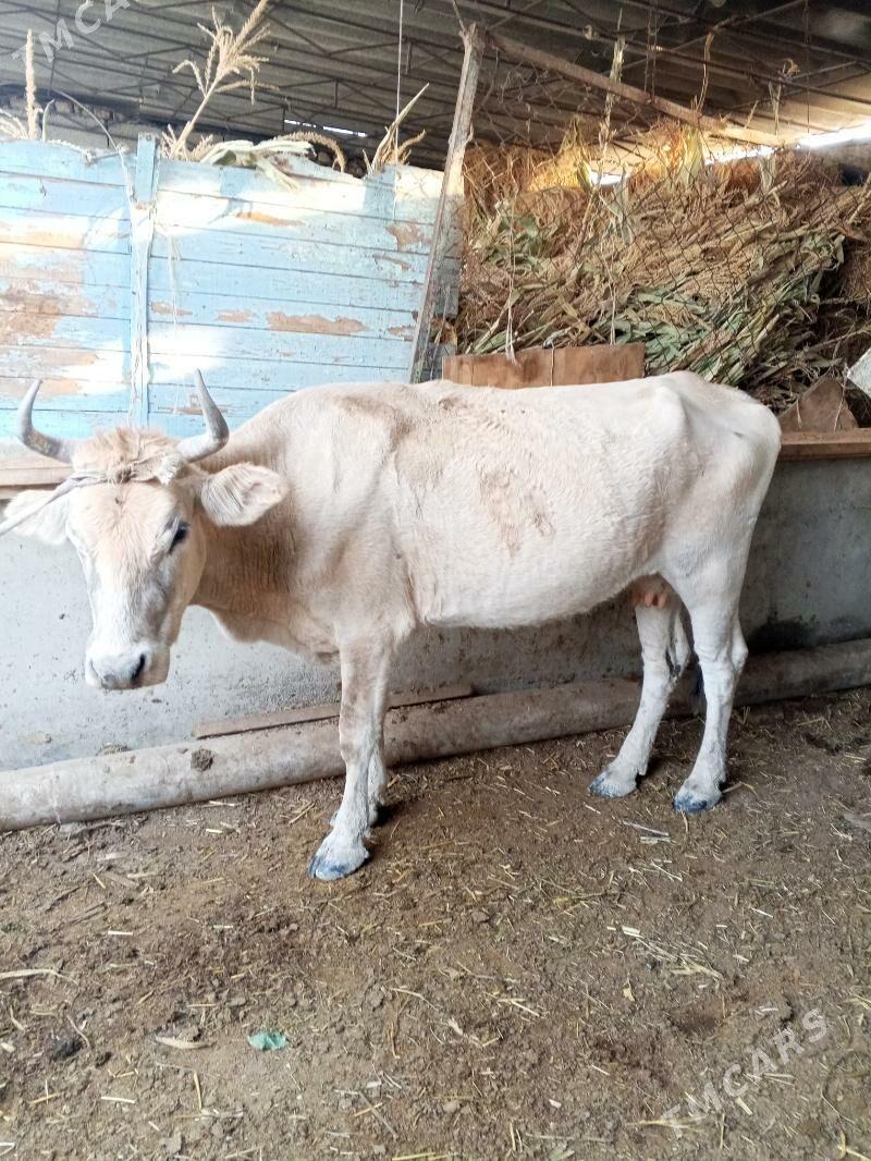 sygyr - Ýaşlyk - img 4