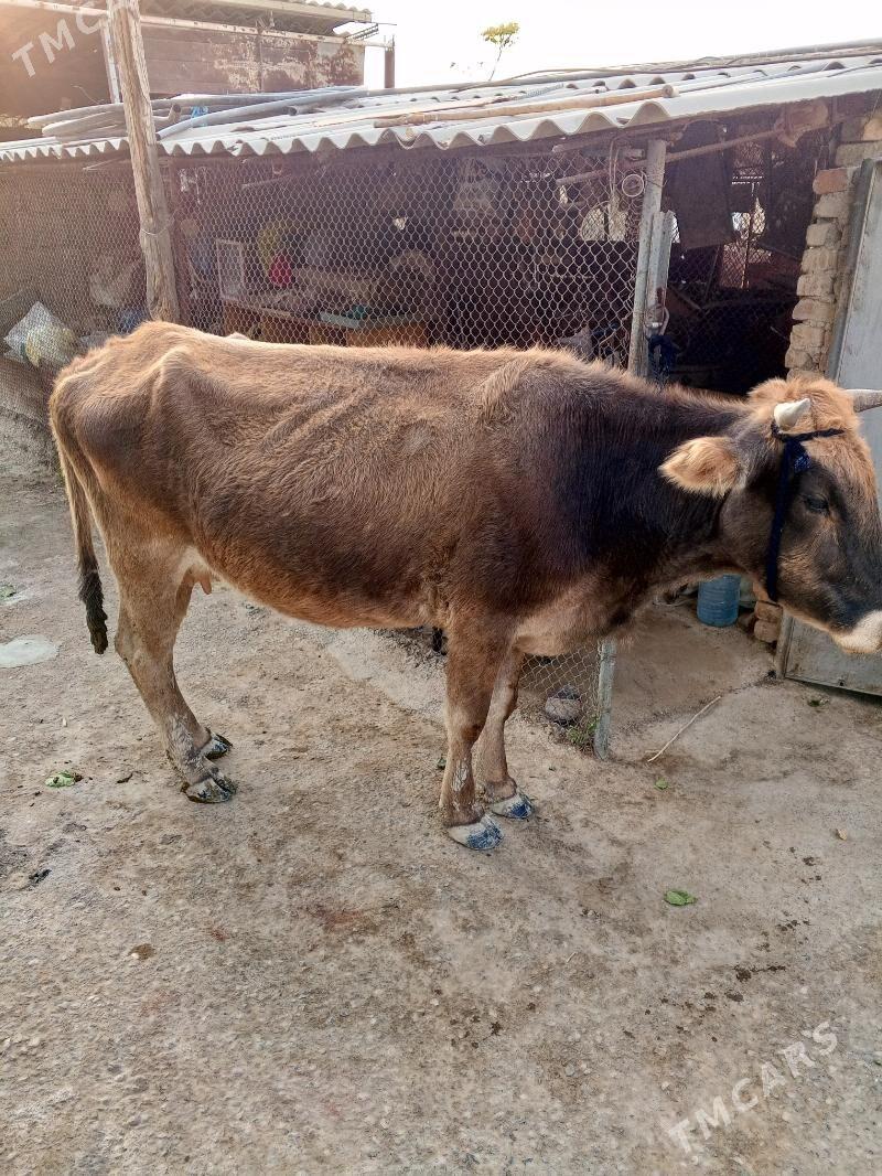 sygyr - Ýaşlyk - img 1