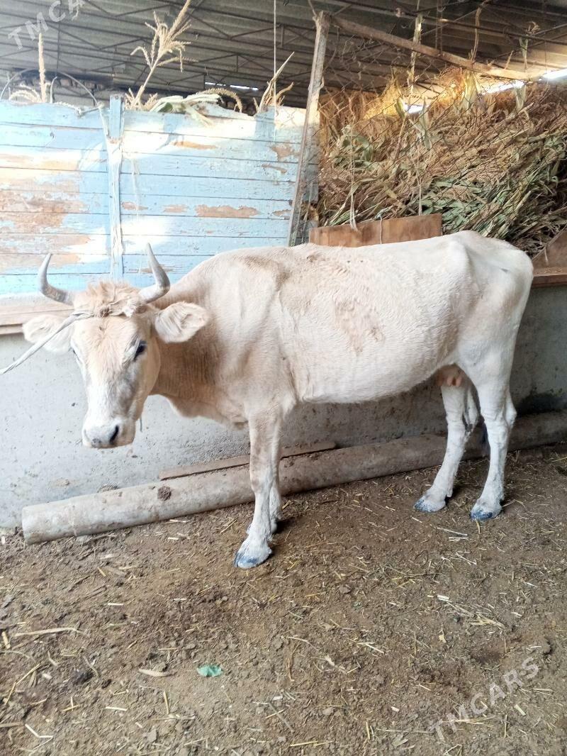 sygyr - Ýaşlyk - img 3