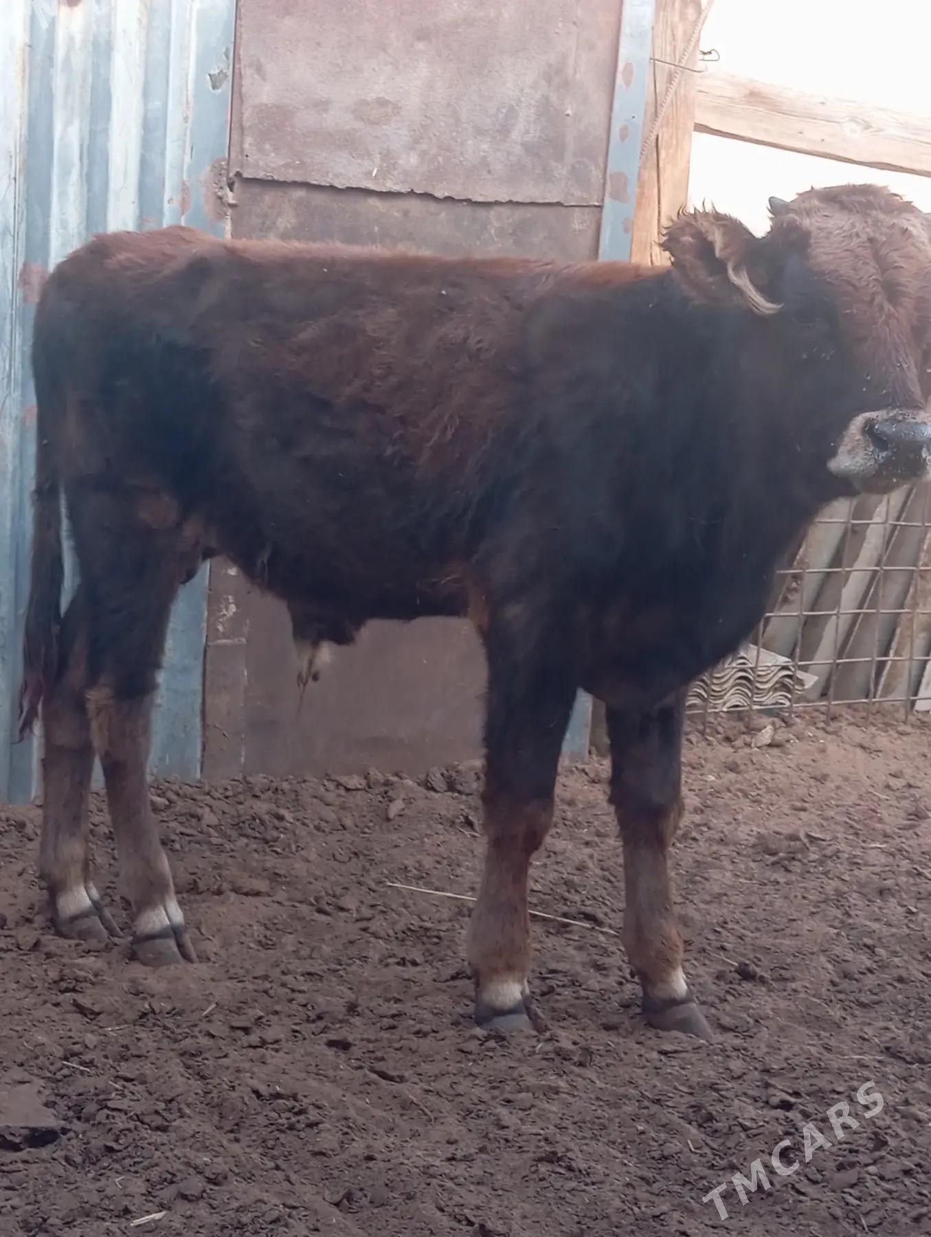 ökuzce - Балканабат - img 3