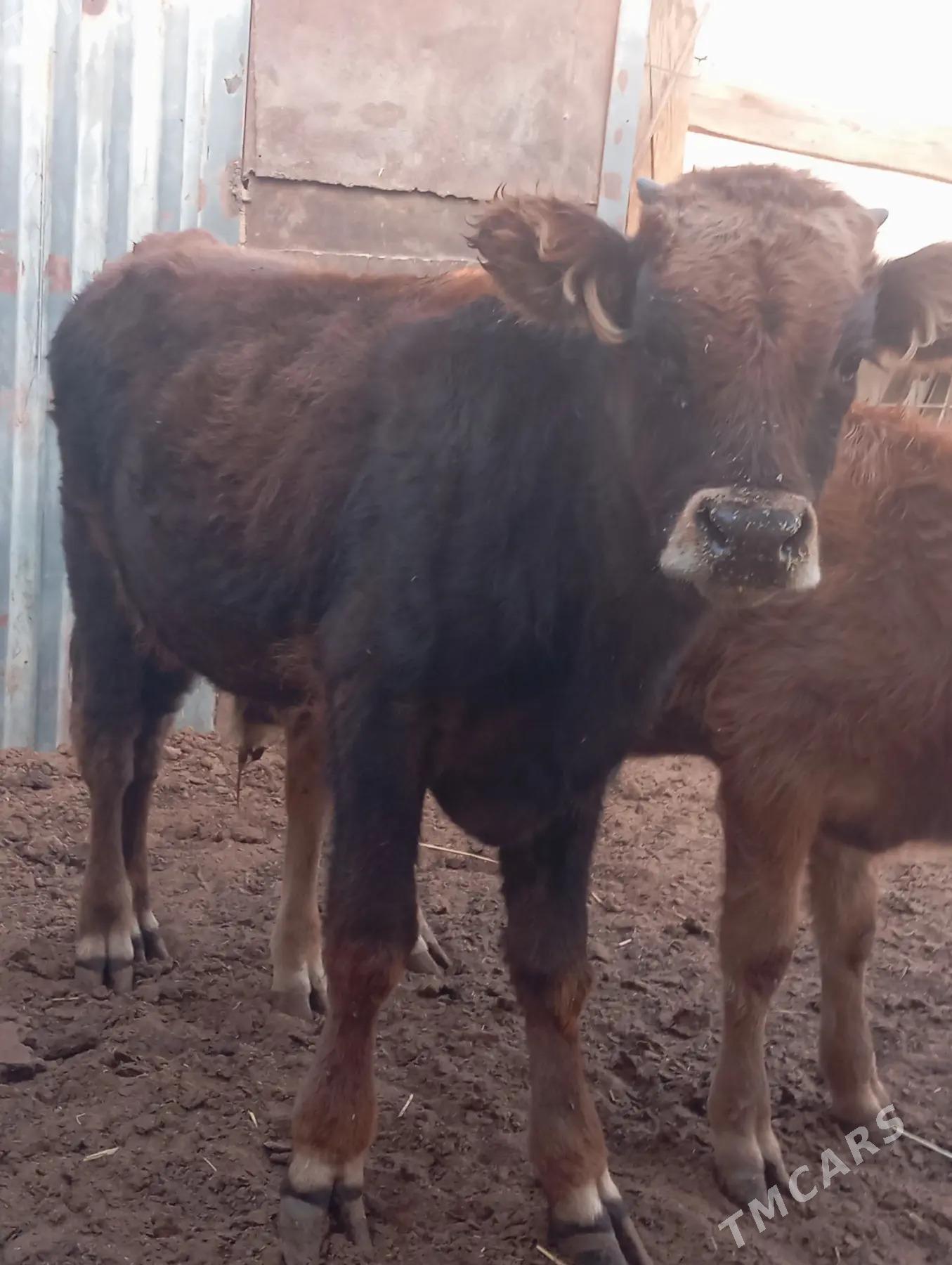 ökuzce - Балканабат - img 2