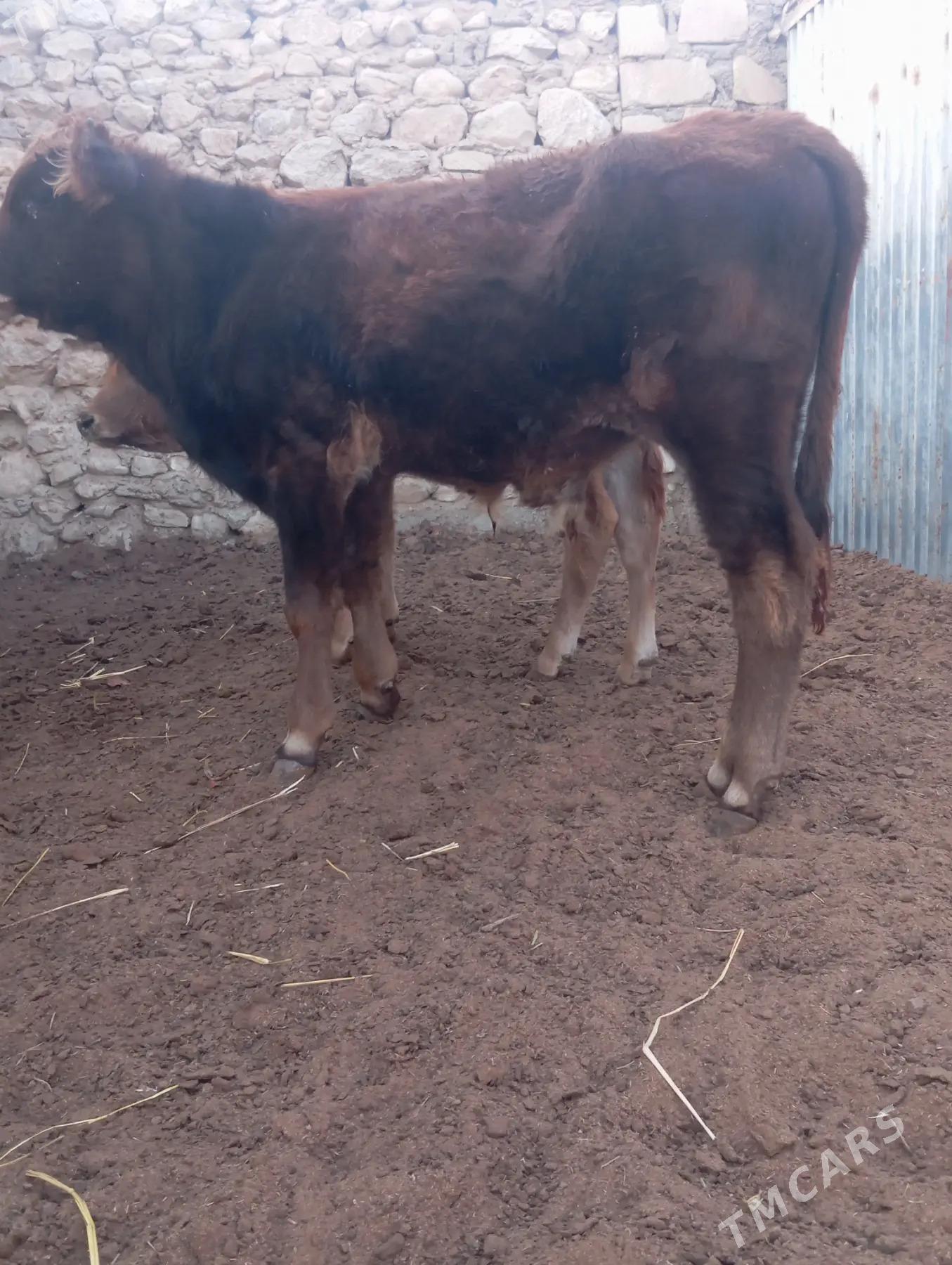 ökuzce - Балканабат - img 1