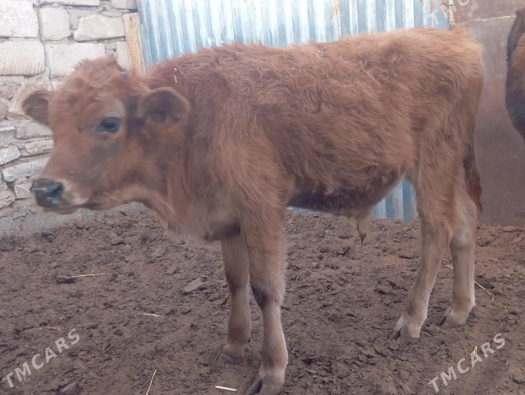 ökuzce - Балканабат - img 1