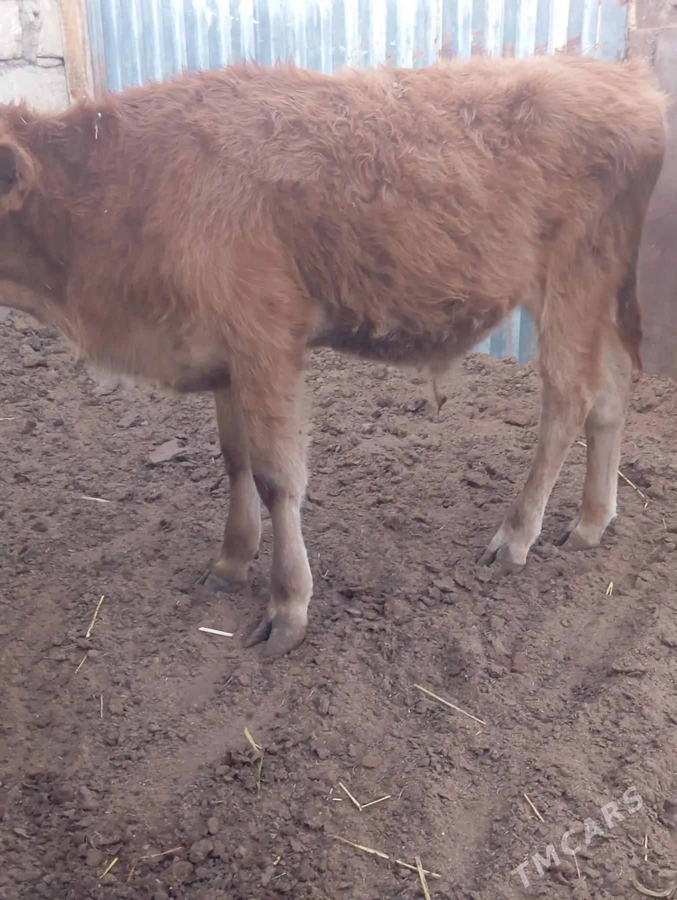 ökuzce - Балканабат - img 2