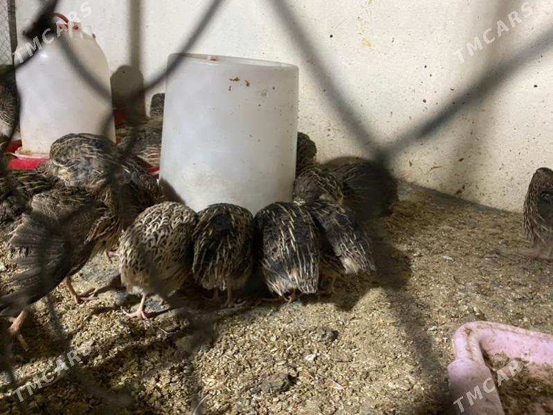 bedene - Багир - img 1