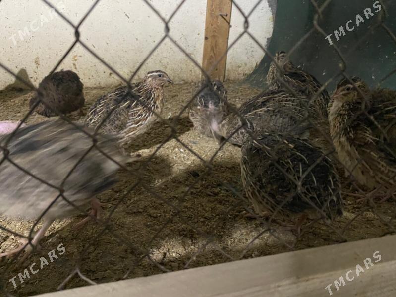 bedene - Багир - img 2