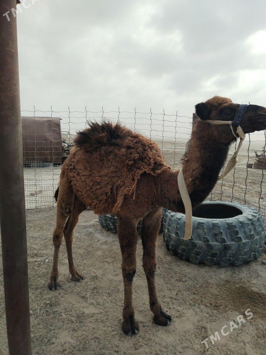 Torum - Эсенгулы - img 3